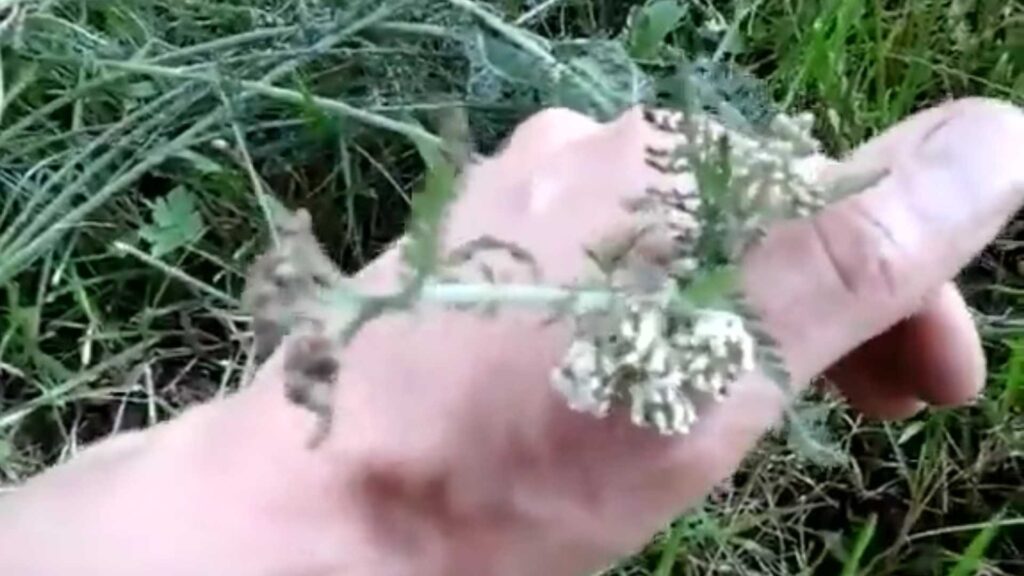 Plant Profile Yarrow How I Use it to Stop Biting Bugs!