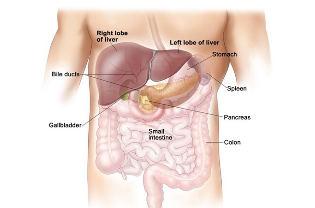 Liver Health – Castor Oil Pack Procedure
