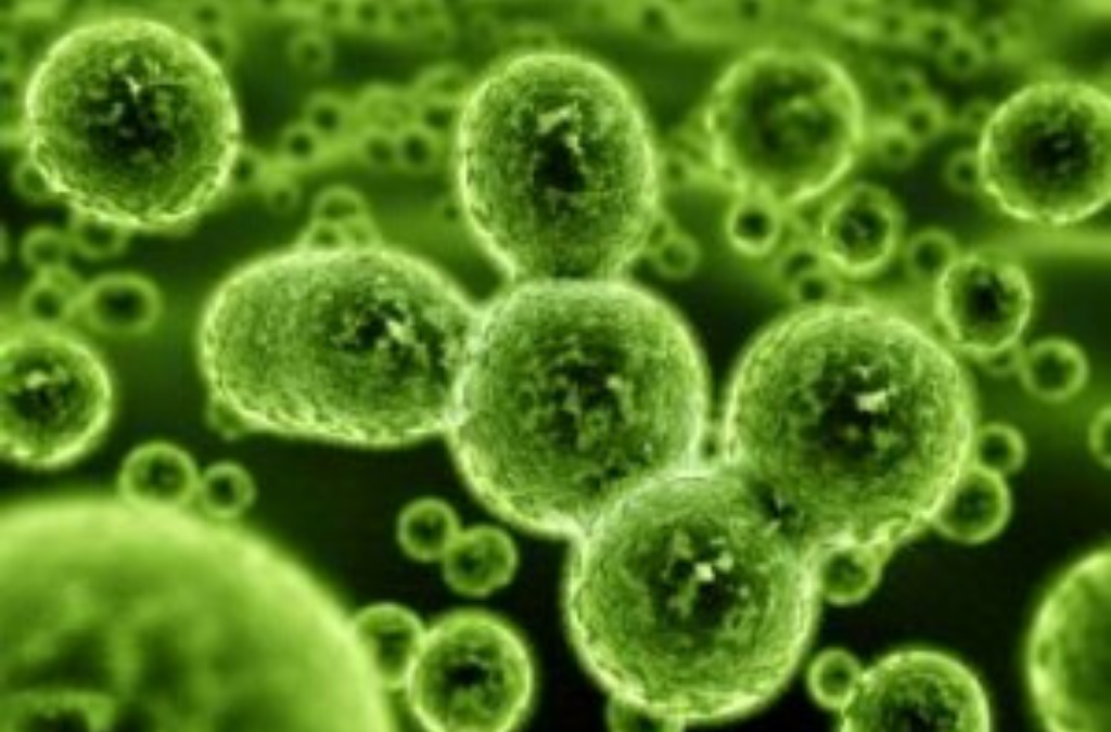 Scientists Confirm Bacteria is Essential to Proper Immunity