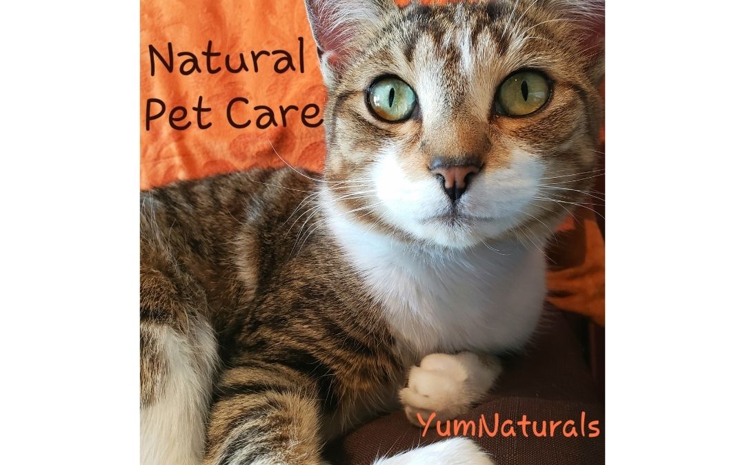 YumNaturals Emporium - Bringing the Wisdom of Mother Nature to Life - Natural Pet Care YumNaturals Emporium - Bringing the Wisdom of Mother Nature to Life - Natural Pet Care