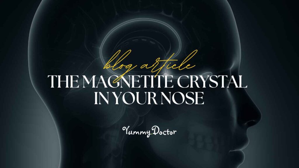 Yummy Doctor Holistic Health Education - Blog - The Magnetite Crystal In Your Nose.jpg