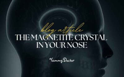 The Magnetite Crystal In Your Nose