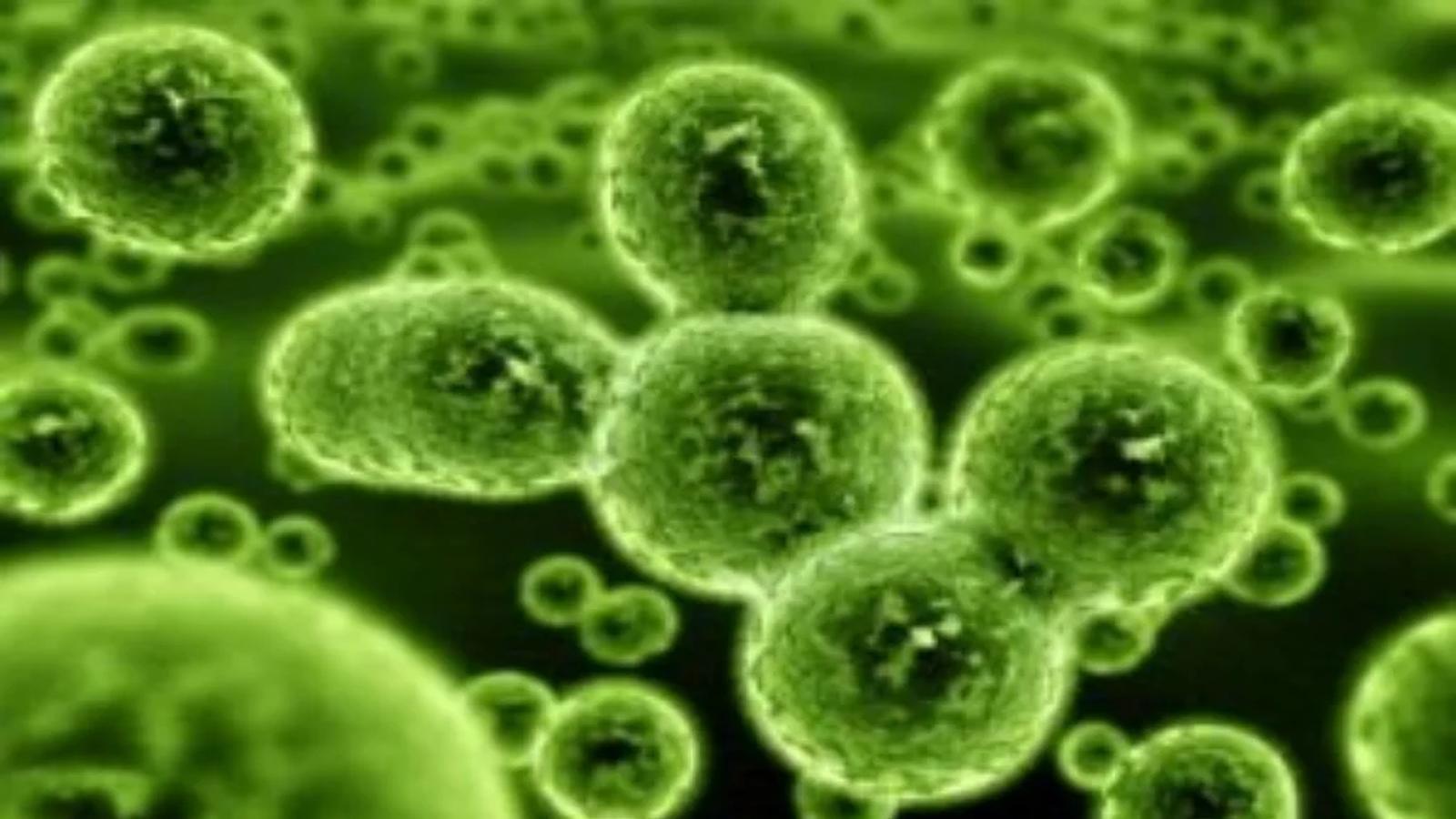 Yummy Doctor Holistic Health Education - Blog - Scientists Confirm Bacteria is Essential to Proper Immunity Yummy Doctor Holistic Health Education - Blog - Scientists Confirm Bacteria is Essential to Proper Immunity
