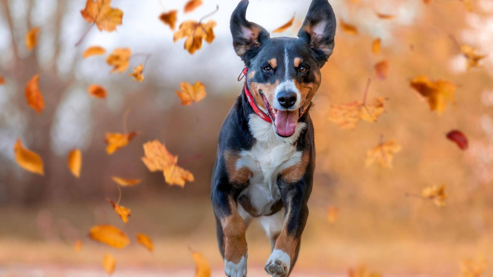 Yummy Doctor Holistic Health Education - Dog Cancer Protocol - Wide
