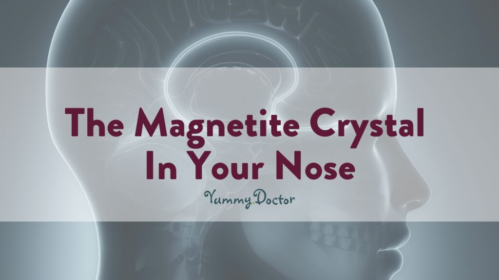 Yummy Doctor Holistic Health Education - Blog - The Magnetite Crystal In Your Nose