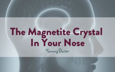 The Magnetite Crystal In Your Nose