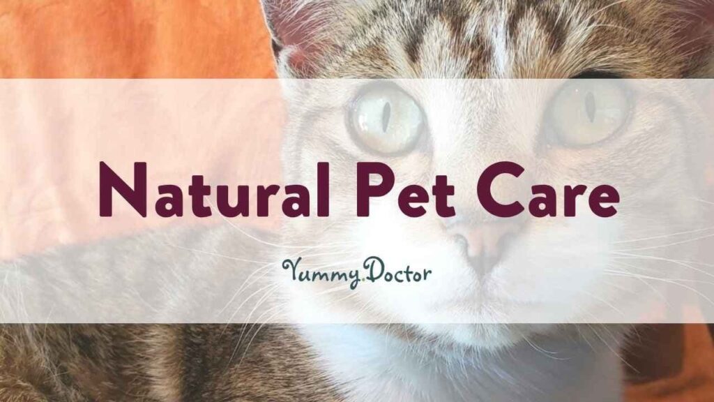 Yummy Doctor Holistic Health Education - Blog -Natural Pet Care