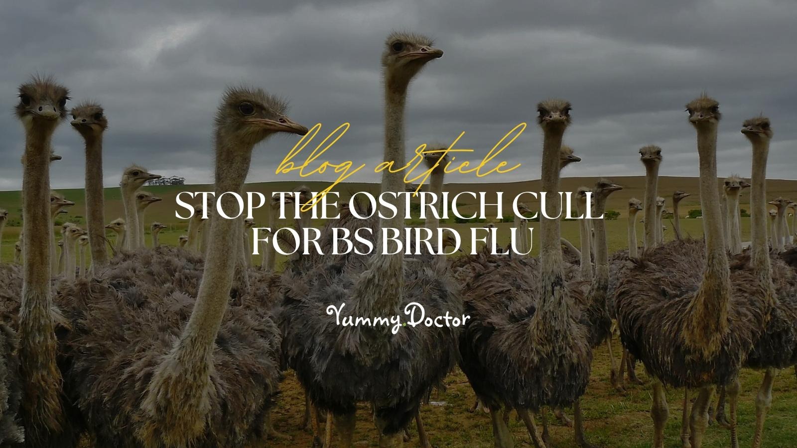Yummy Doctor Holistic Health Education - Blog - Stop The Ostrich Cull For BS Bird Flu Yummy Doctor Holistic Health Education - Blog - Stop The Ostrich Cull For BS Bird Flu