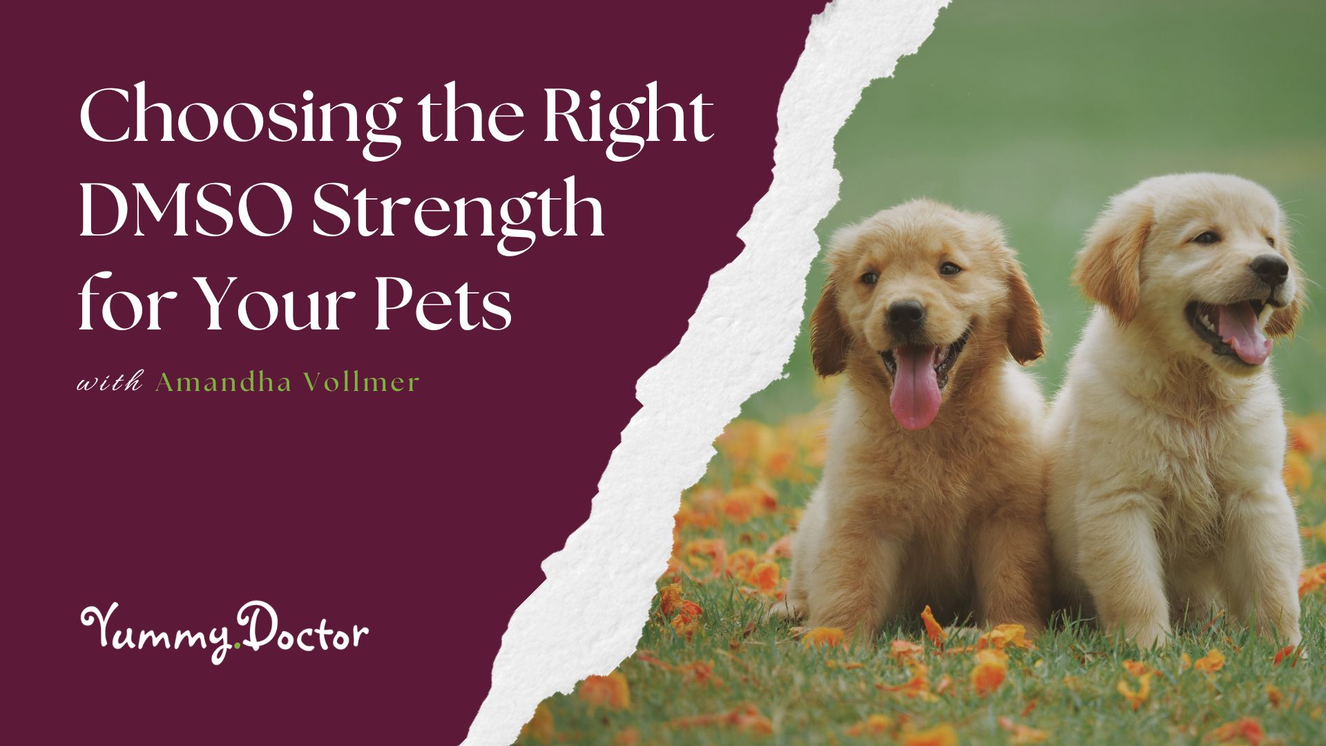 Choosing the Right DMSO Strength for Your Pets