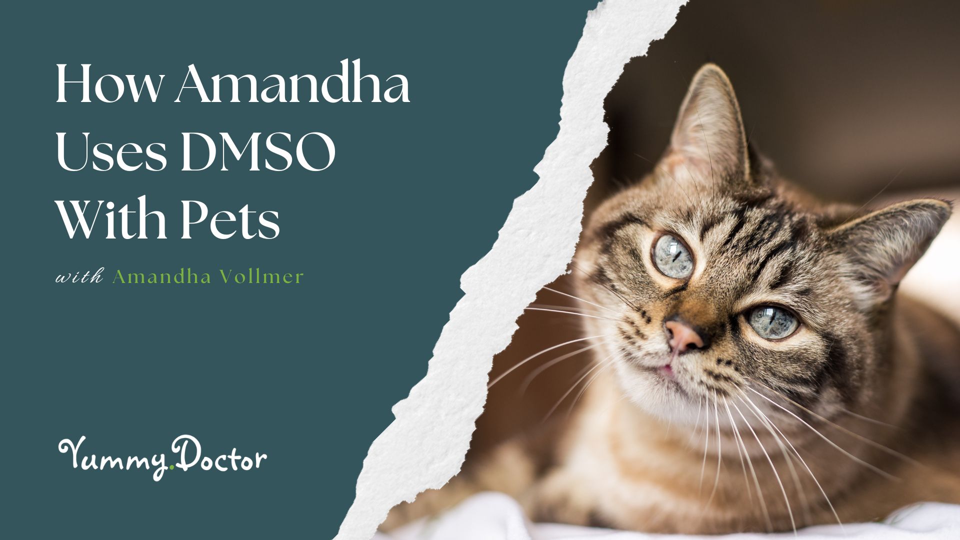 How Amandha Uses DMSO With Pets