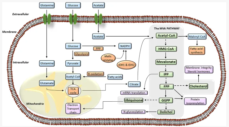 Yummy Doctor Holistic Health Education - Blog - Cholesterol Lowering Statin Drugs: Morbidity & Mortality 4